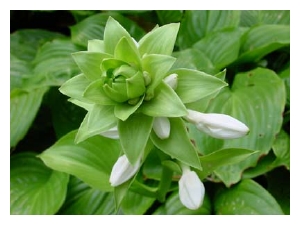 HOSTA plantaginea 'Aphrodite's'